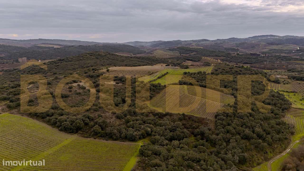 Quinta do Arieiro - Cedovim | Vila Nova de Foz Côa | Douro Superior-45