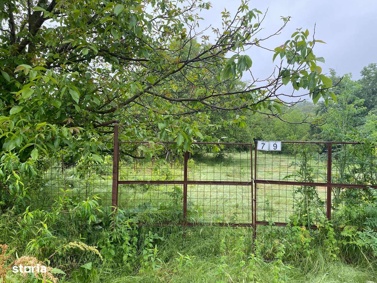 Teren intravilan Frumusani, utilitati gaz si curent, put, 1239 mp,-0