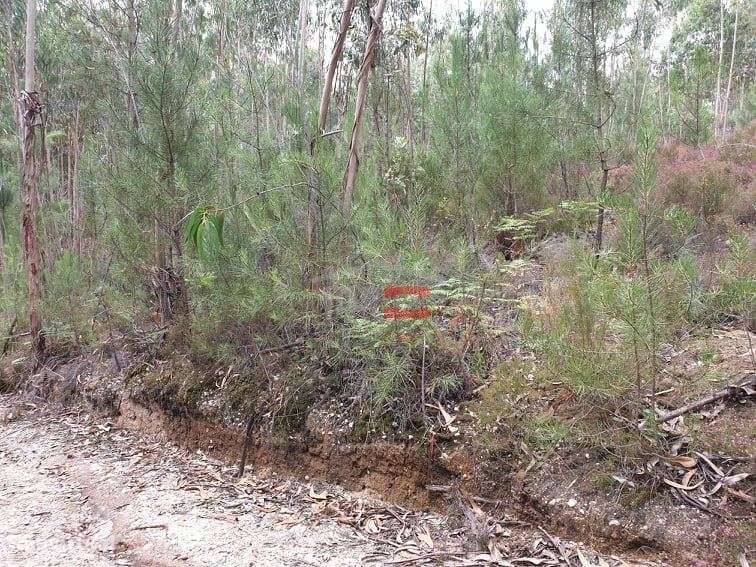 Terreno rústico com eucaliptos, Cercal, Ourém - Grande imagem: 3/5