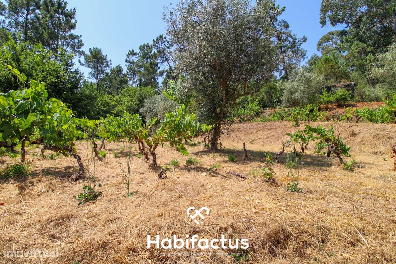 Quinta com Vinha e Potencial de Habitação em Sabugosa – Tondela - Grande imagem: 5/27