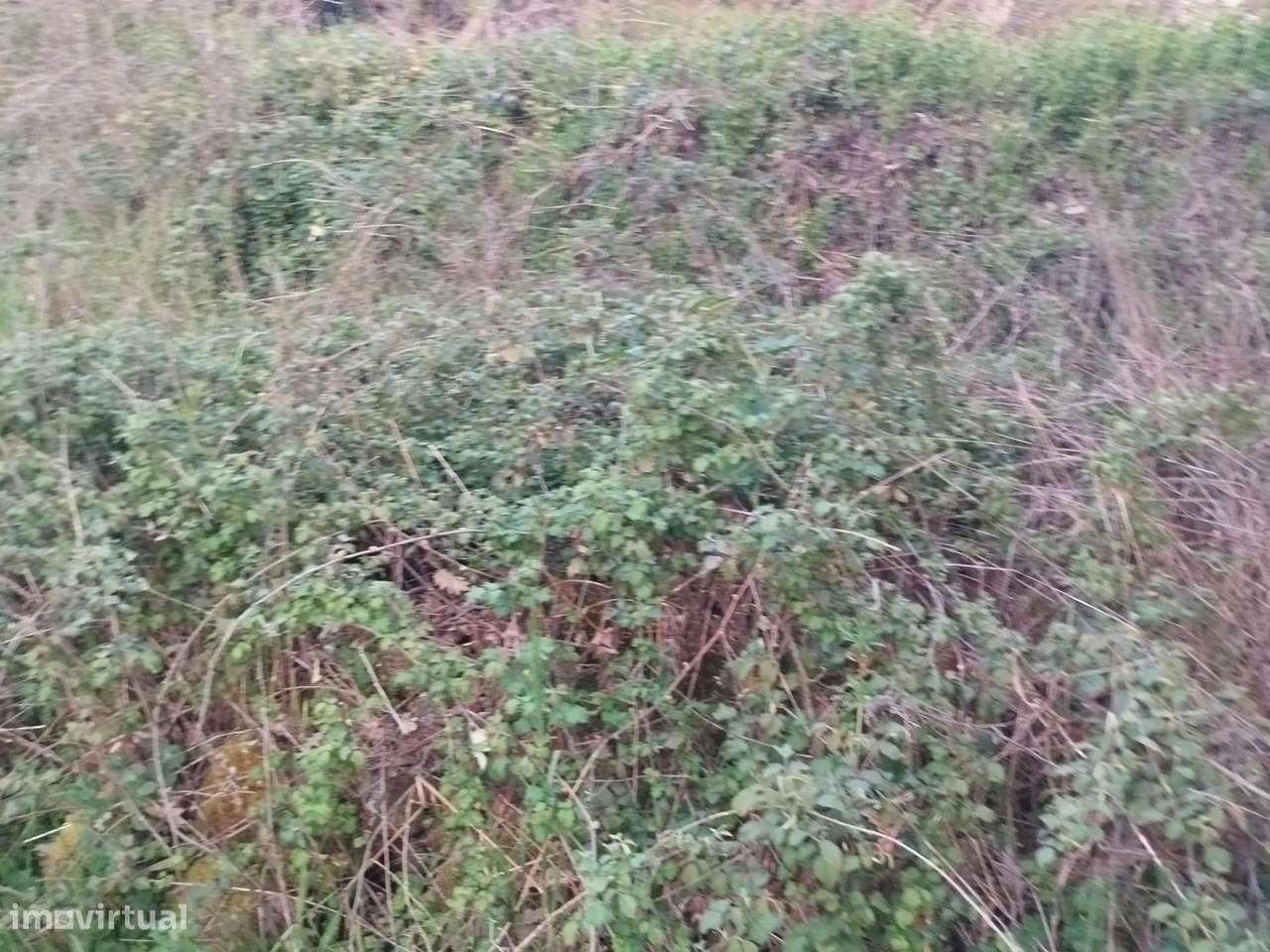 Terreno rustico em Dominga loba Peraboa-7
