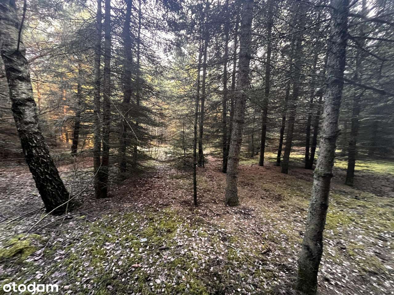 Teren inwestycyjny 4,26 ha MPZP -1PU ok.Mszczonów - Pełny obrazek: 5/17