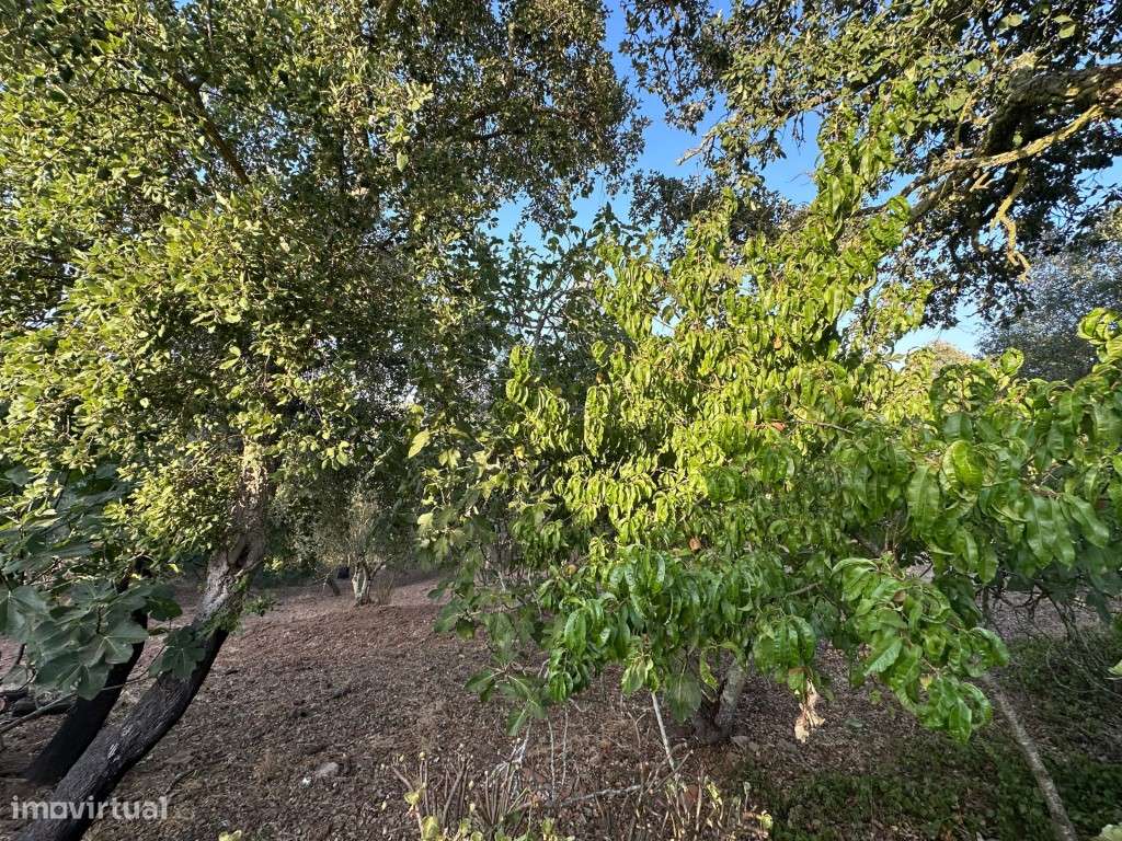 Monte Alentejano com 3,4 ha de natureza e potencial turístico-26
