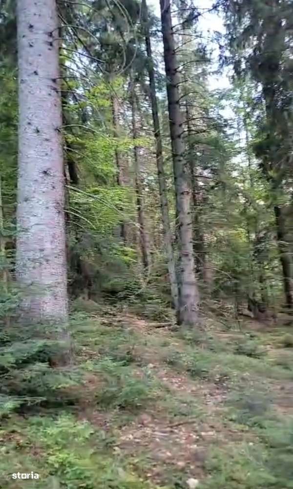 Vindem padure rasinoase 808 mc in 18500 mp, Moldovita - Suceava - Imagine principală: 5/6