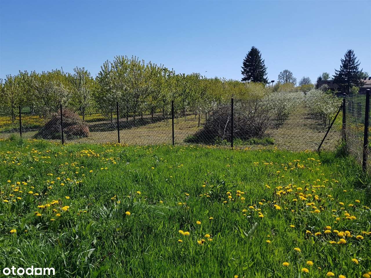 Okazja! DOM Siedlisko Budynki Gosp SAD Staw ok 1h-10