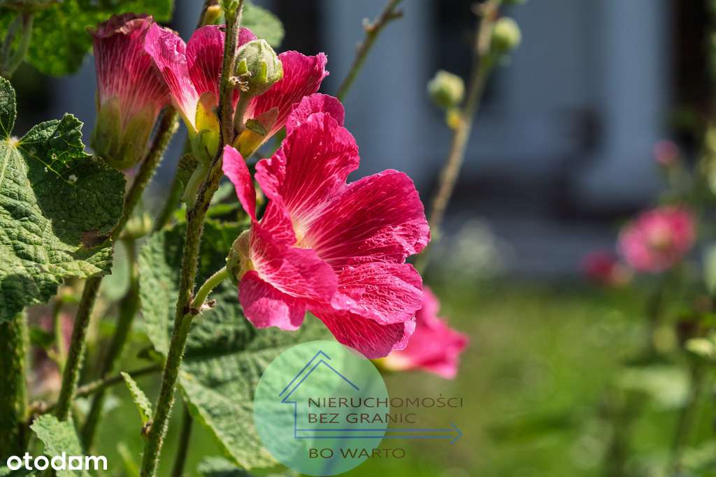 Zabytkowy Dworek: piękna-uzdrowiskowa okolica-8