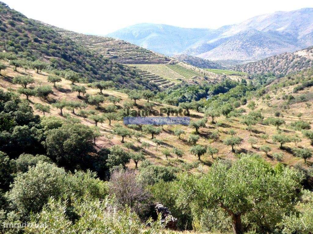 Olival de 100ha. Portugal, Barca DAlva. - Grande imagem: 2/9