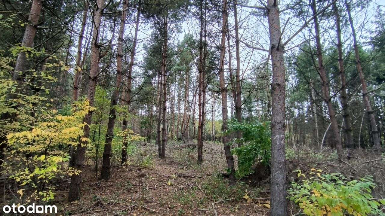 Okolice Zalewu Grzymek .-0