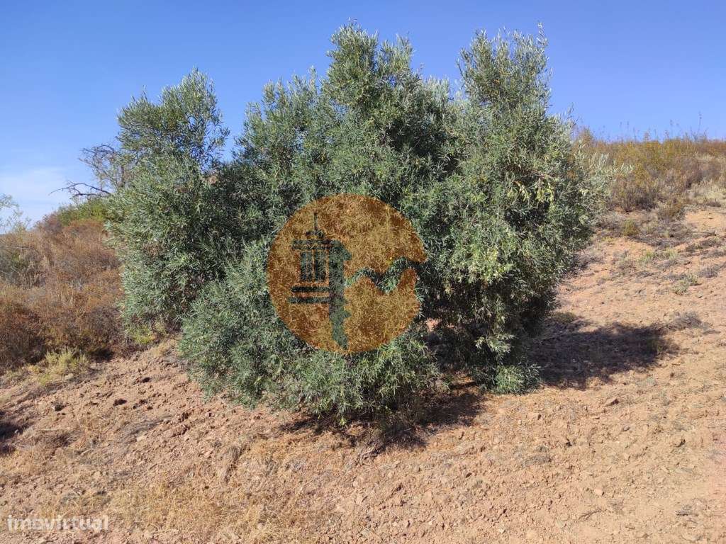 TERRENO COM 31.200 M2 - POSSIBILIDADE DE CONSTRUÇÃO DE ARMAZÉM - AP... - Grande imagem: 4/60