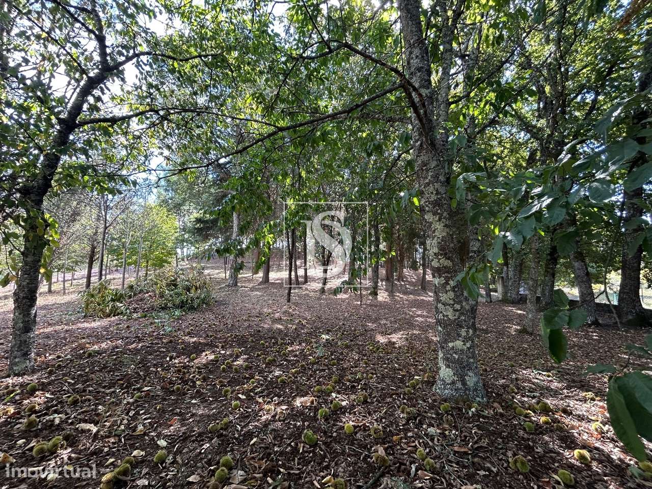 Quinta T6 Venda em Santa Comba Dão e Couto do Mosteiro,Santa Comba Dão-40
