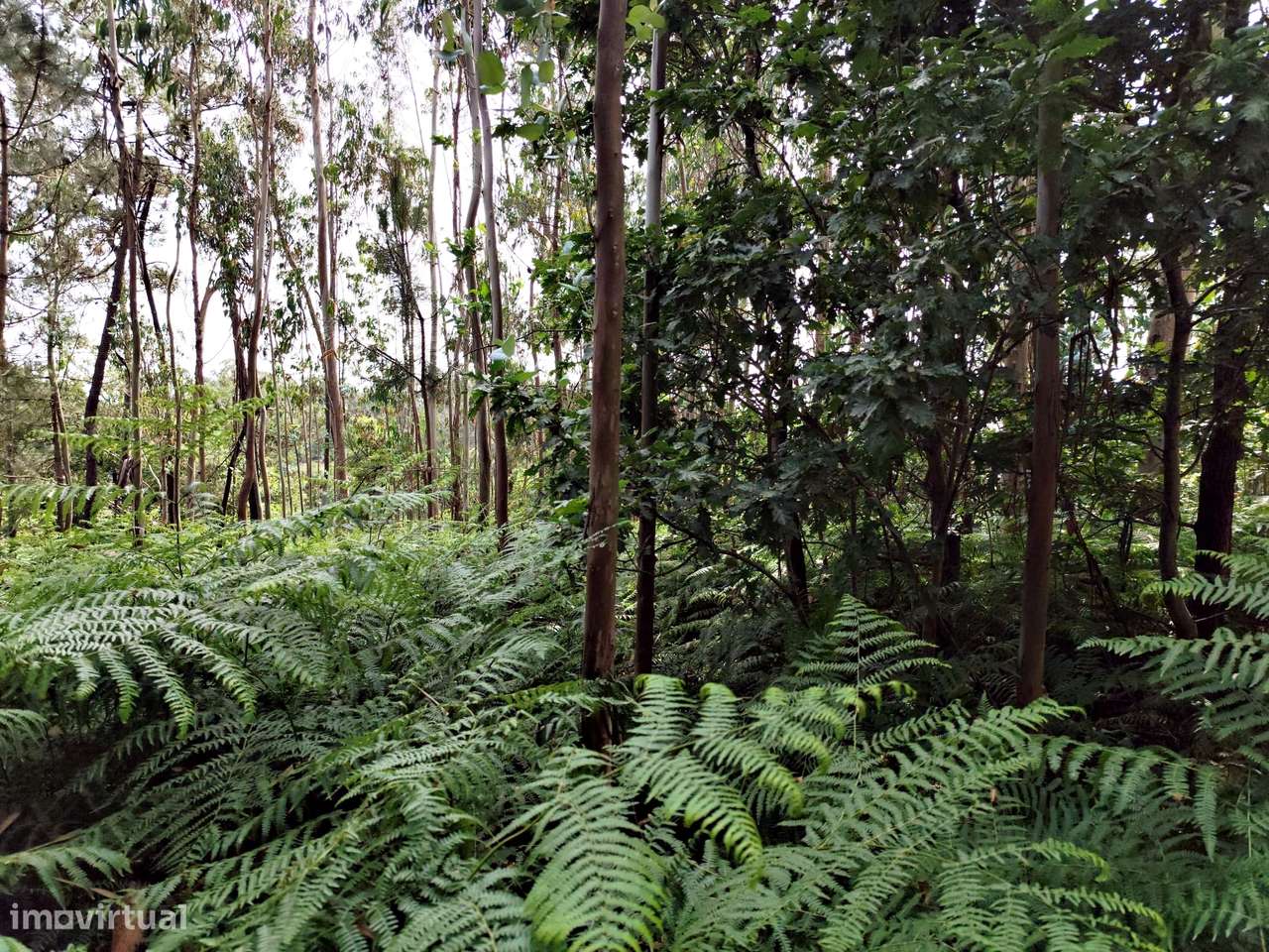 Terreno, Braga, Barcelos, Cristelo - Grande imagem: 5/13
