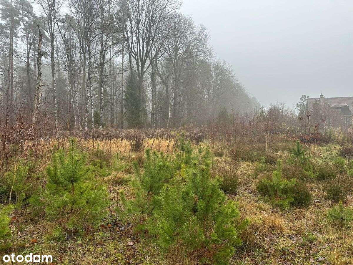 Działka w Kamieniu 2048 | Ściana Lasu-1