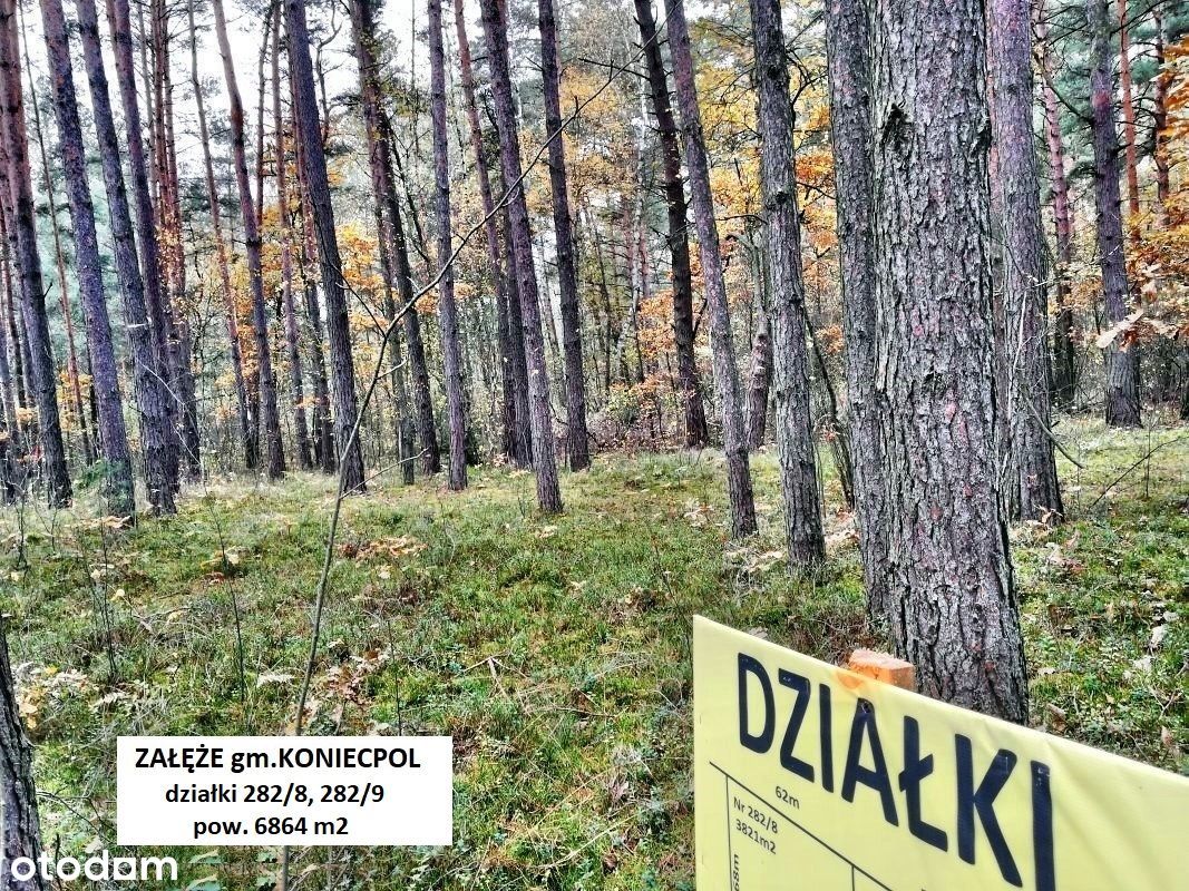 Jura tania działka rolno-leśna 6864m2 za 38.900zł