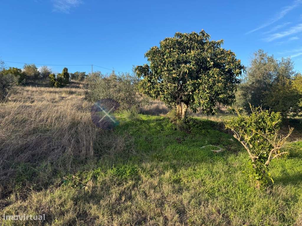 Monte Alentejano de 4 Hectares na região de Cabeção / Mora - Privac...-6