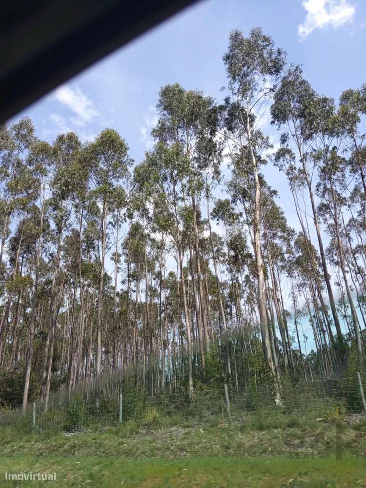 Terreno com 16 Hectares em Nelas - Grande imagem: 5/11