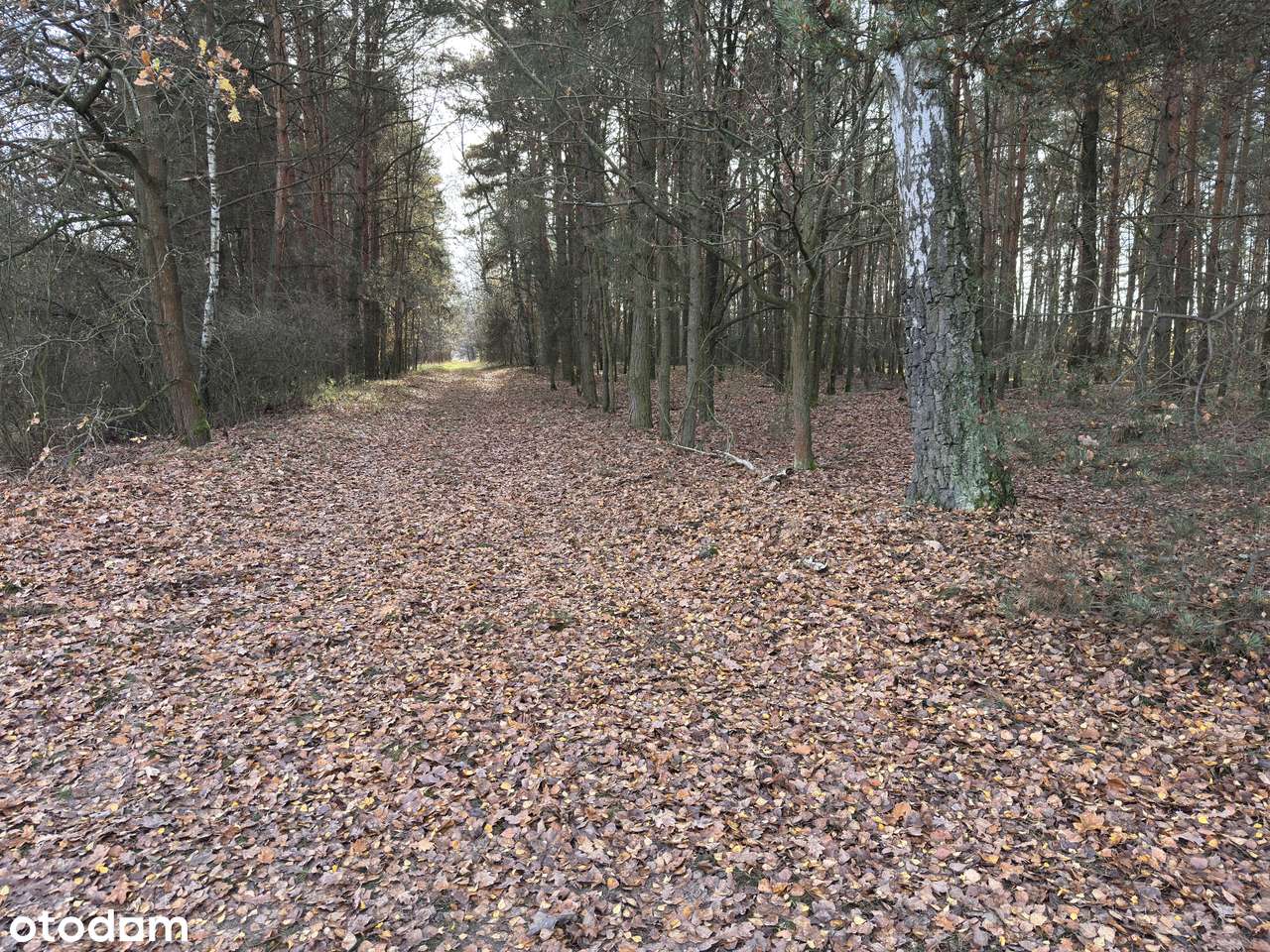 Garki, gm. Odolanów-6