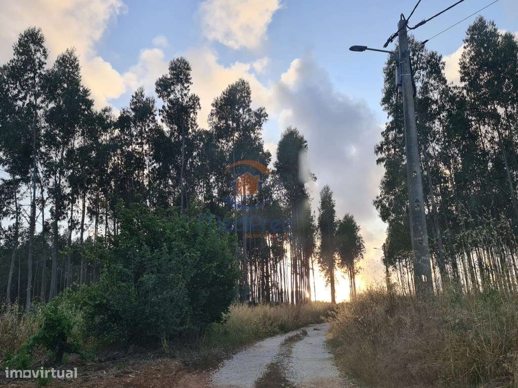 Terreno industrial 2,9 hectares | Campelos, Torres Vedras - Grande imagem: 3/4
