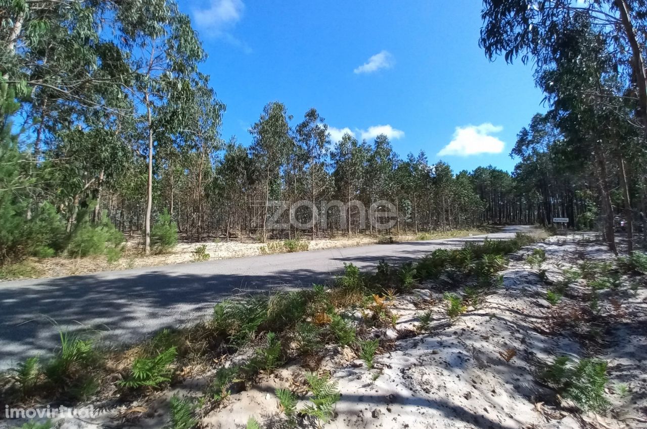 Terreno florestal com eucaliptos