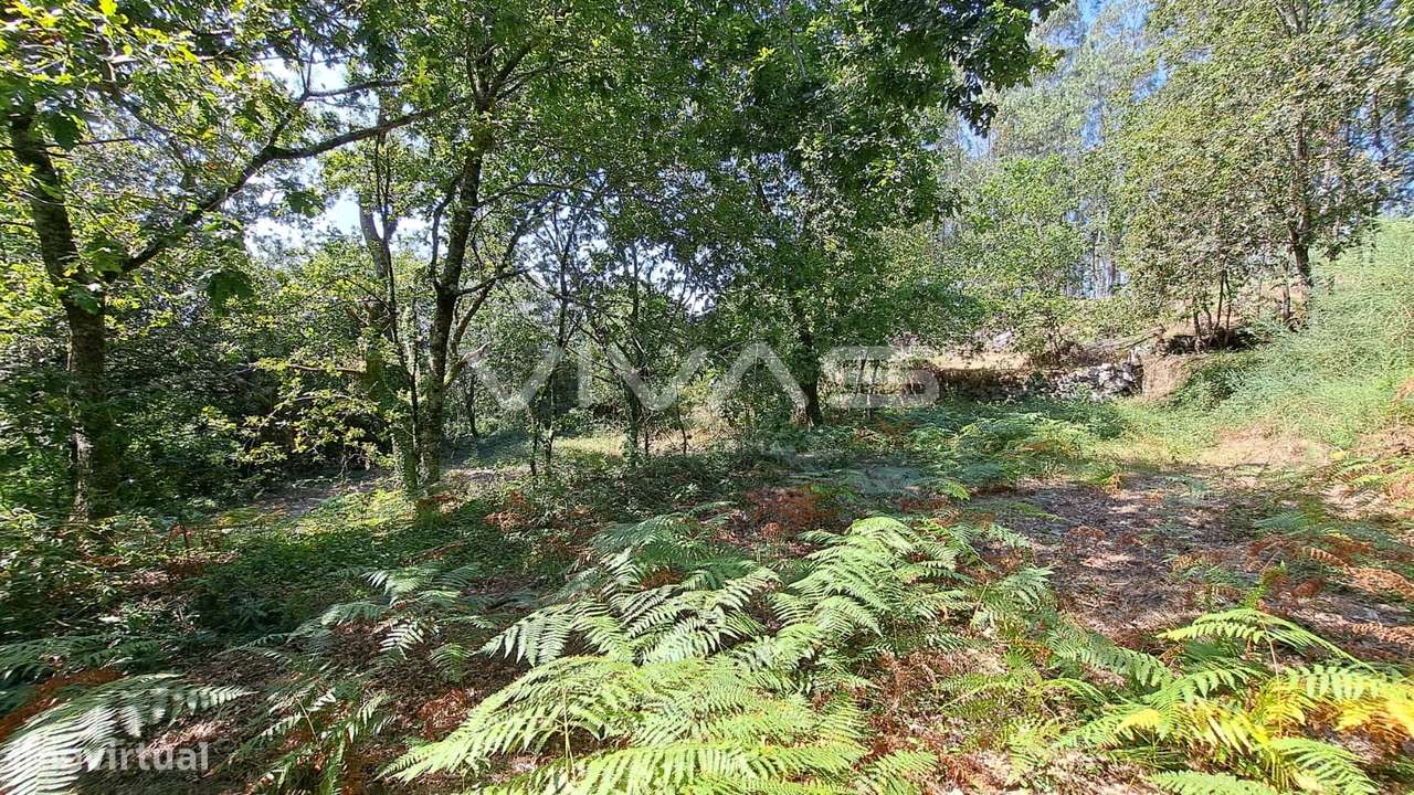 Terreno  Venda em Caldelas, Sequeiros e Paranhos,Amares - Grande imagem: 5/20