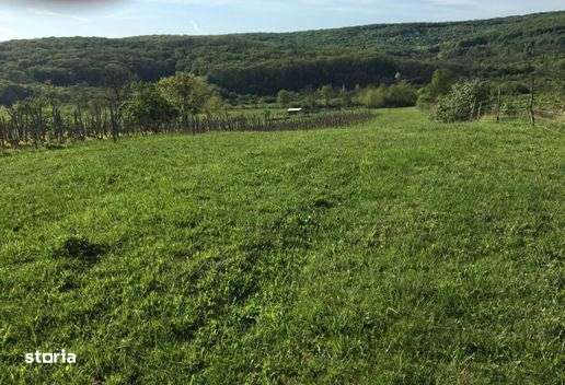 Vand teren intravilan ~extravilan inTautelec - Imagine principală: 4/4