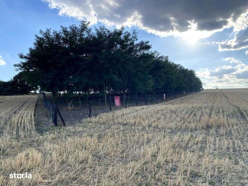 Teren-vie-livada-padurice - Imagine principală: 4/8