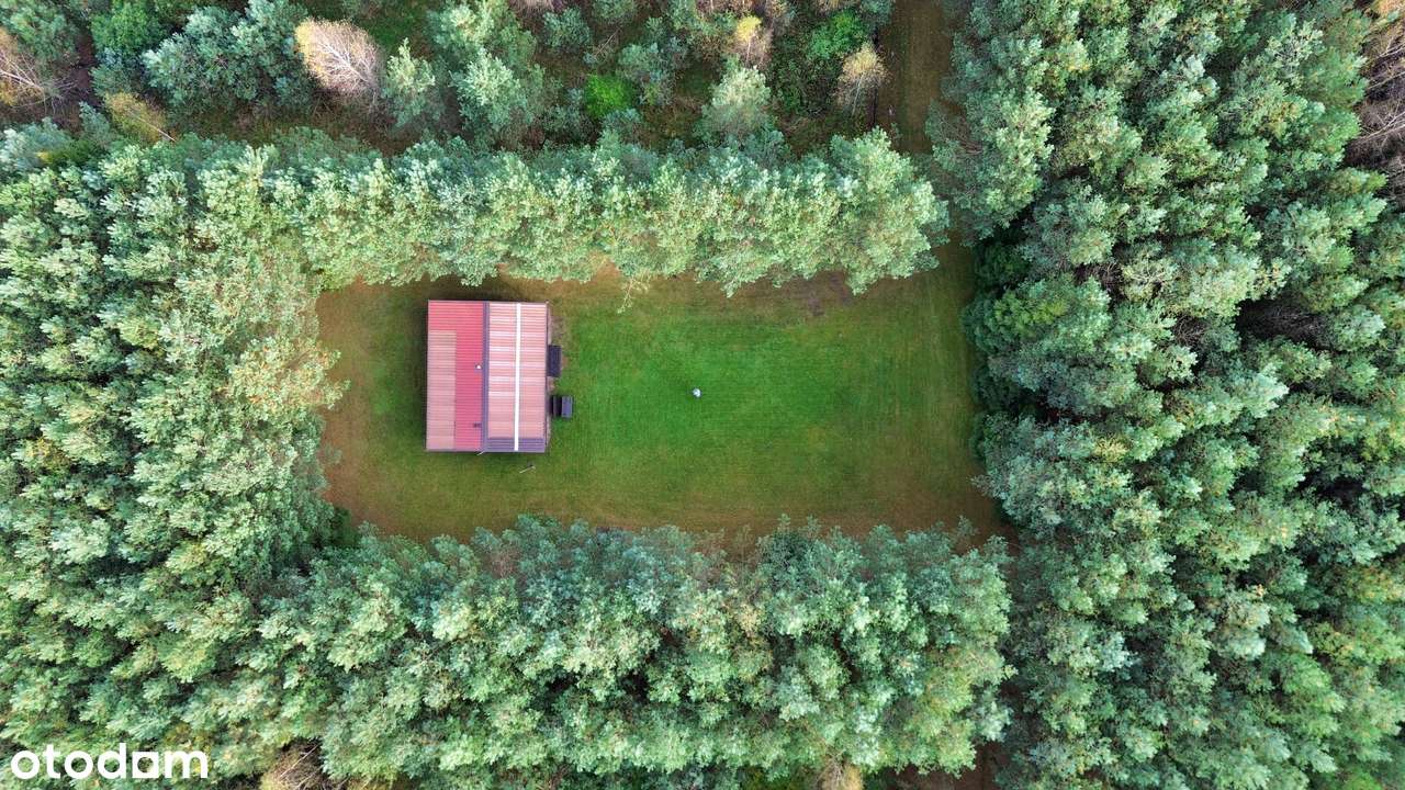 2,82 ha prywatnego lasu z domkiem – oaza spokoju na sprzedaż! - Pełny obrazek: 3/11