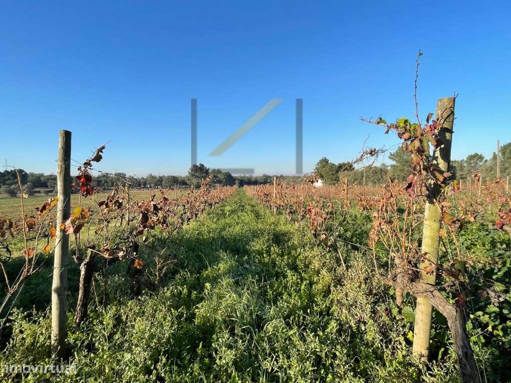 Terreno Rústico na Quinta do Anjo, Palmela - 9306 m² - Grande imagem: 4/6
