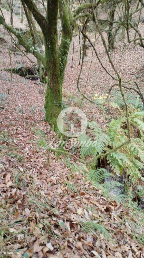 Terreno de 6140m² no Parque Natural do Gerês - Grande imagem: 5/9