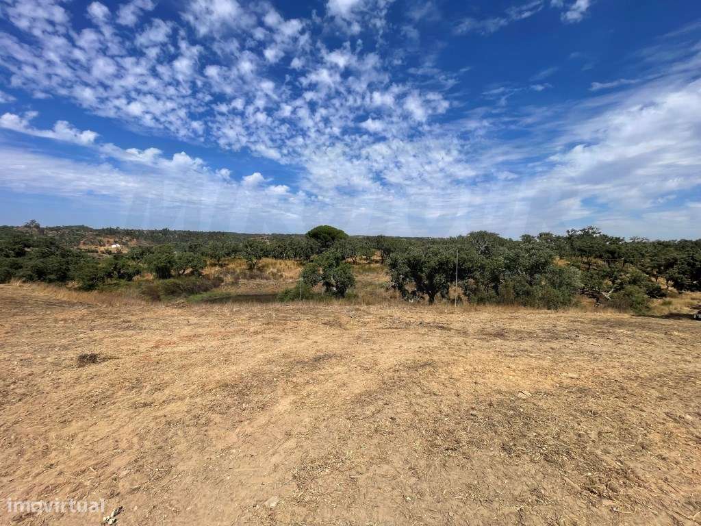 HERDADE COM 100 HECTARES E BASTANTE ARBORIZAÇÃO-43
