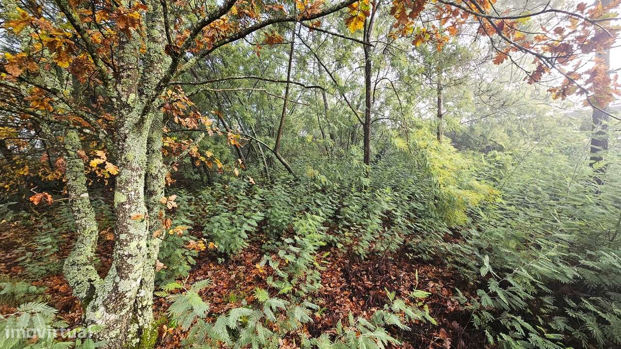 Terreno Para Construção  Venda em Bodiosa,Viseu - Grande imagem: 3/4