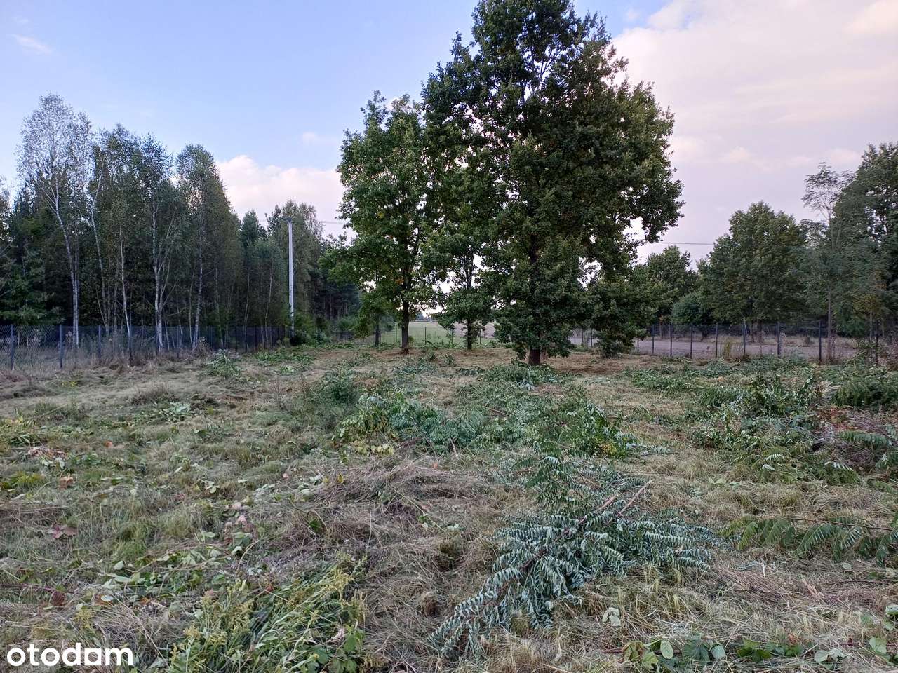 Wola Paprotnia, budowlana 3675m2 + rolna 1ha - Pełny obrazek: 4/7