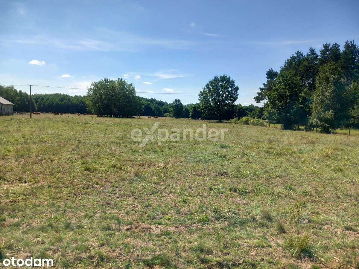 Józefowo 7,37 HA Działka Rolna Blisko Lasu - Pełny obrazek: 5/9