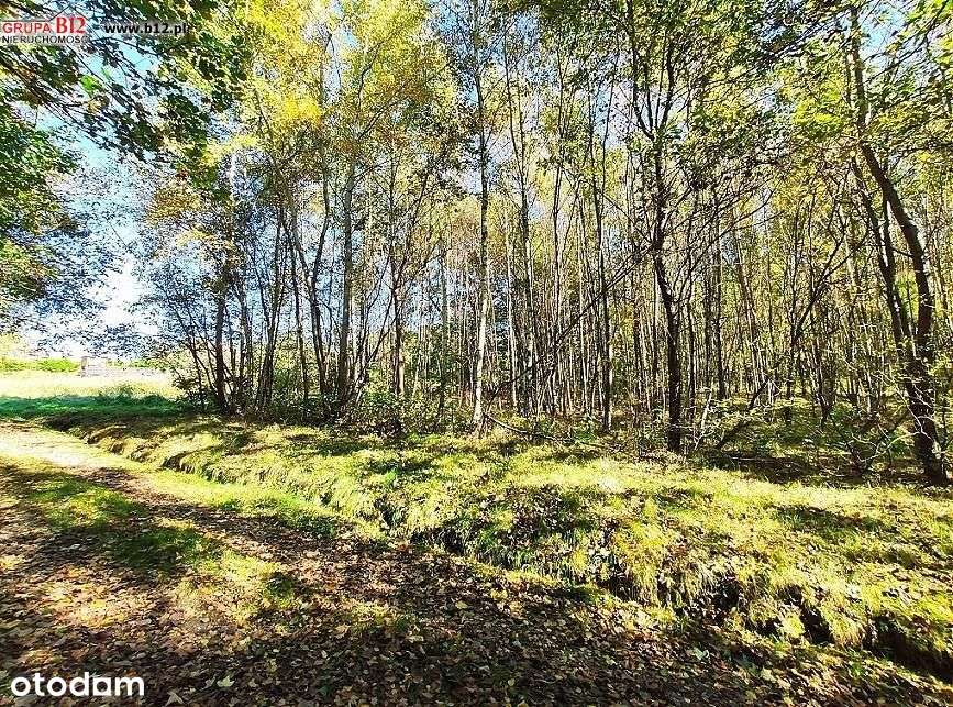 Działka, 4 600 m², Jankówka - Pełny obrazek: 4/5