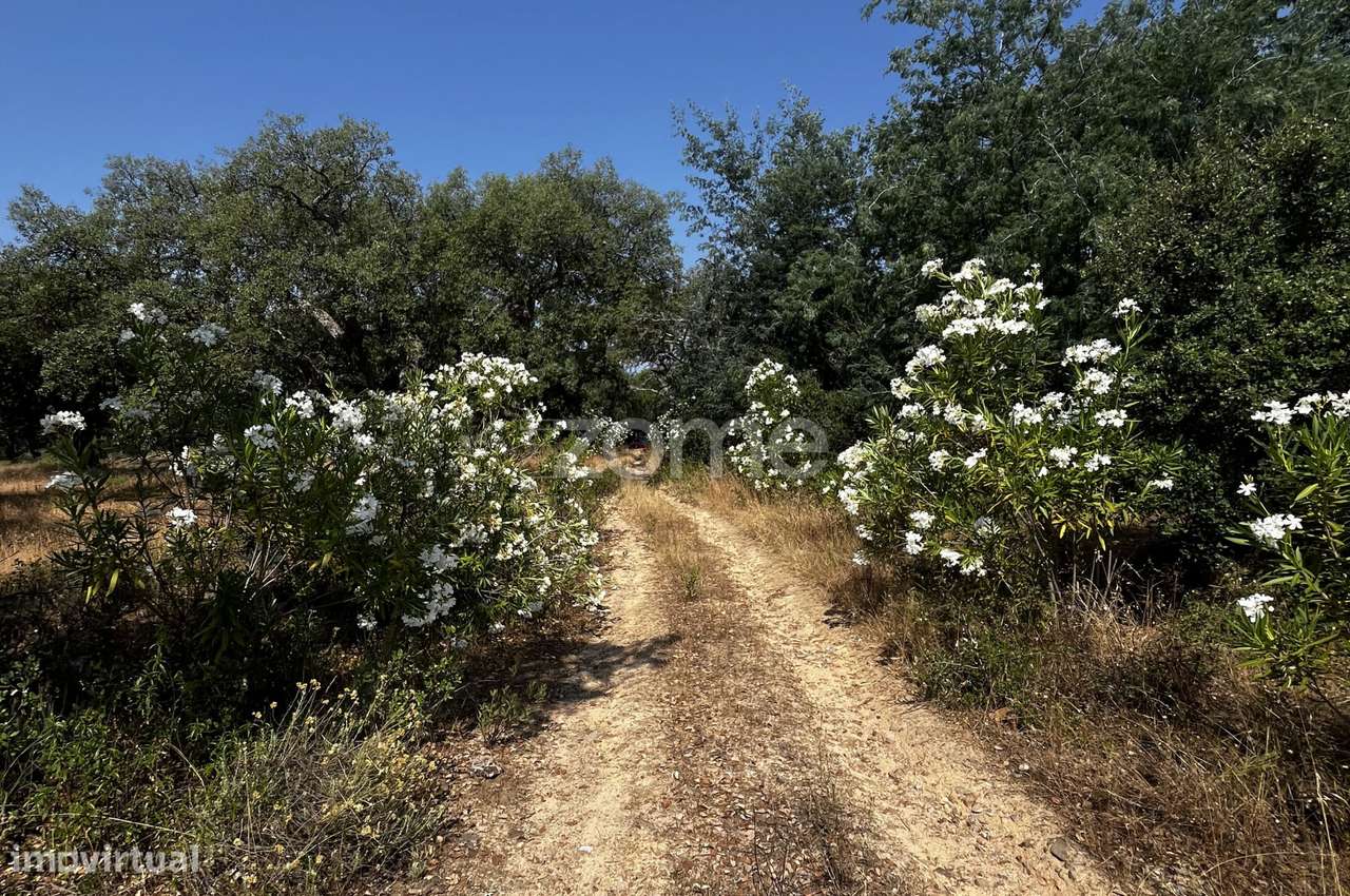 Terreno de 23 hectares – SOBRAL DO CAMPO - Potencial Construção - Grande imagem: 2/26
