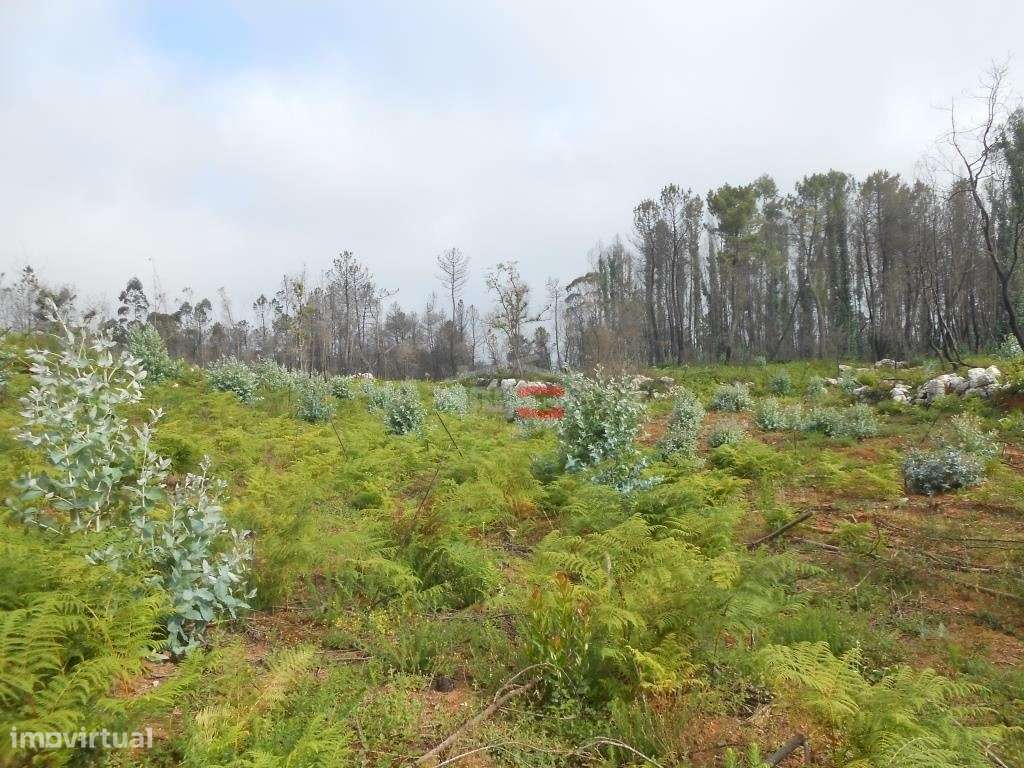 Terreno - Grande imagem: 3/16