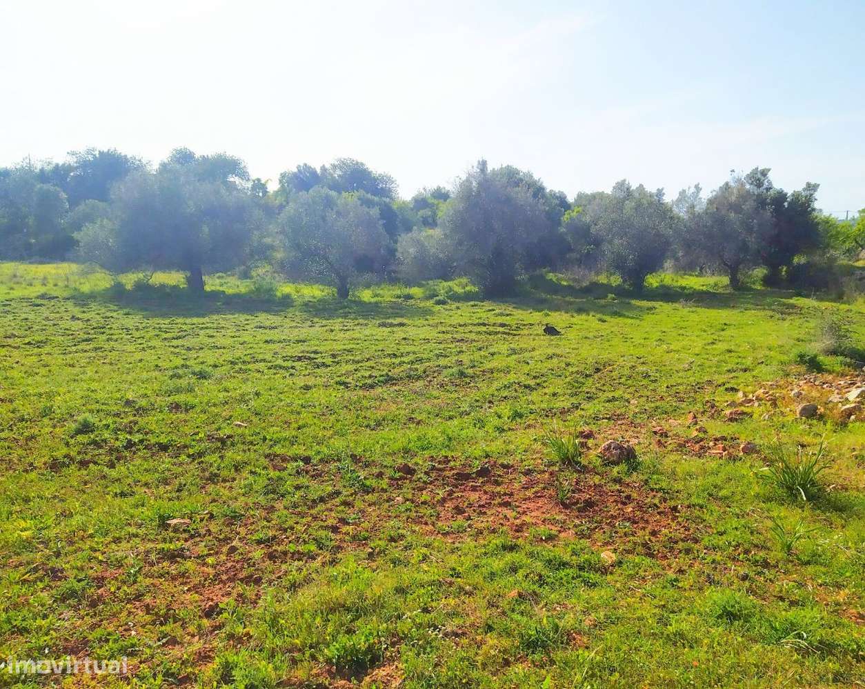 Quinta C/ 6000M2 S. Bartolomeu de Messines - Grande imagem: 3/5