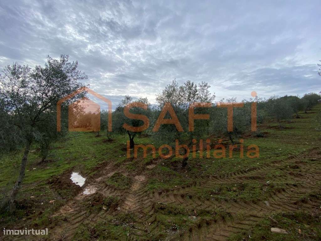 Olival de Excelência com 2,2 Hectares em Macedo de Cavaleiros - Pro...-13