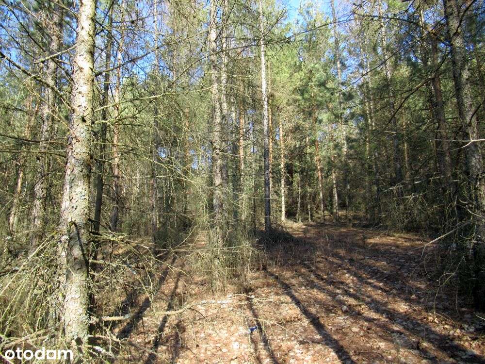 Działka cała budowlana 5694 m2  szer 27 m w Marzyszu MPZP bez prowizji - Pełny obrazek: 4/5