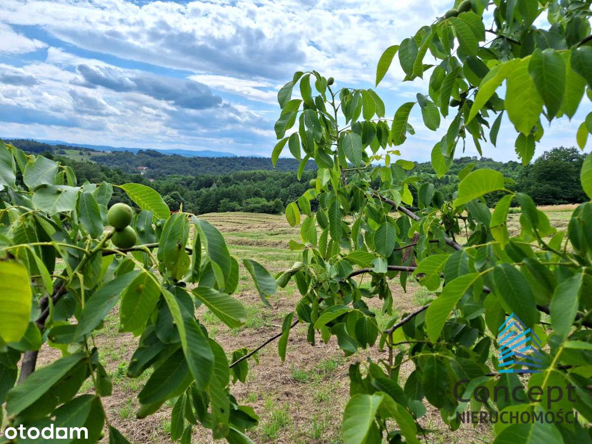 Okocim - atrakcyjna działka 8 arów, wydana Wz! - Pełny obrazek: 5/12