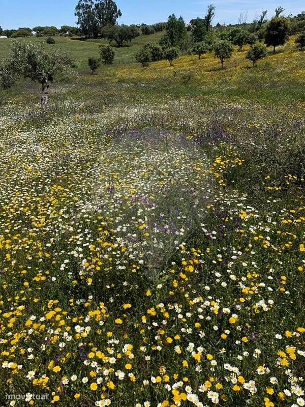 Quinta T6 para venda-17