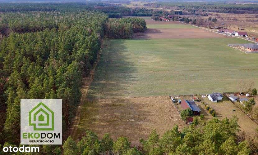 Dwie malownicze  działki pod lasem 1017 i 1957 m2 / Panoszów - Pełny obrazek: 5/19
