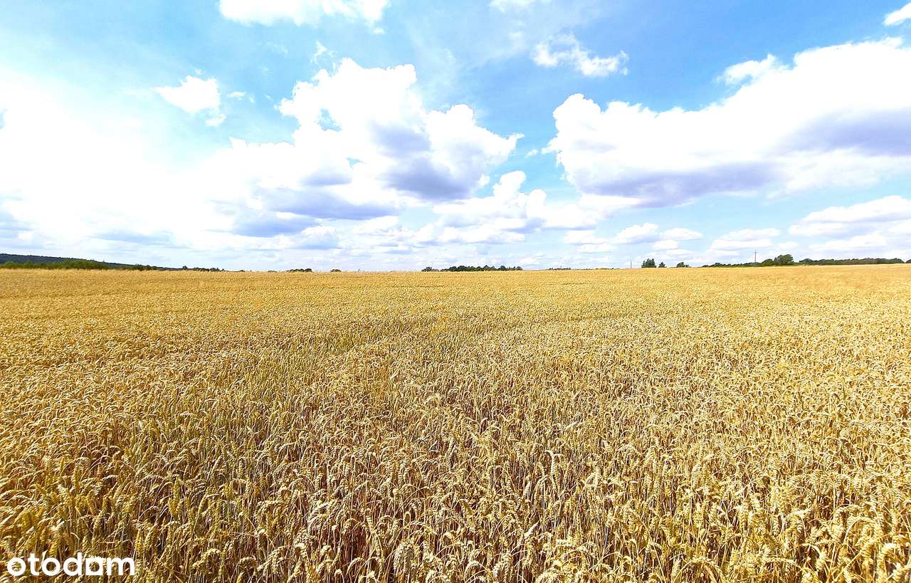 Działka, 21 758 m², Krasnystaw - Pełny obrazek: 3/15