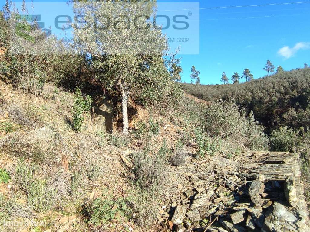 Olival com vista para o rio - Vilares de Cima - Grande imagem: 4/9