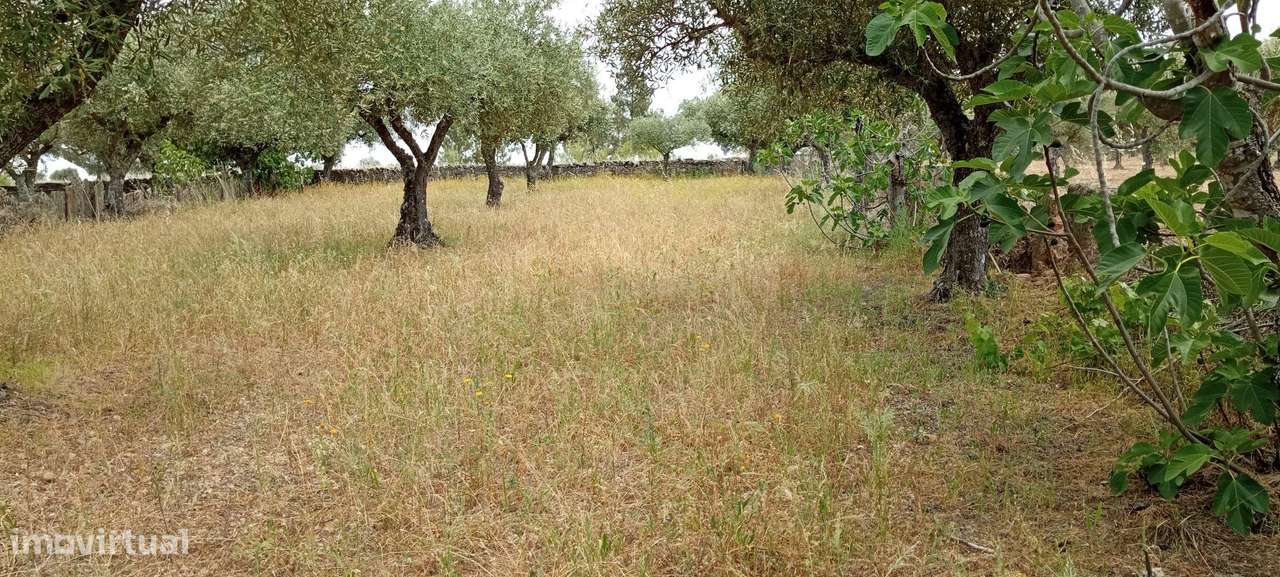 Terreno 4250m2 ,Lentiscais, Castelo Branco - Grande imagem: 4/6