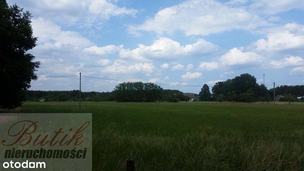 Trzciel Świdwowiec 5,4 h działka rolna ze studium - Pełny obrazek: 5/11