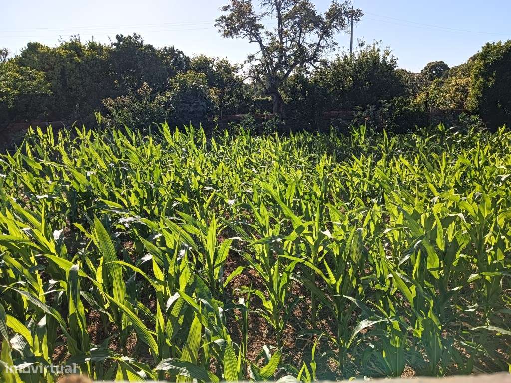 Lote de terreno próximo ao hospital privado - Oiã-12