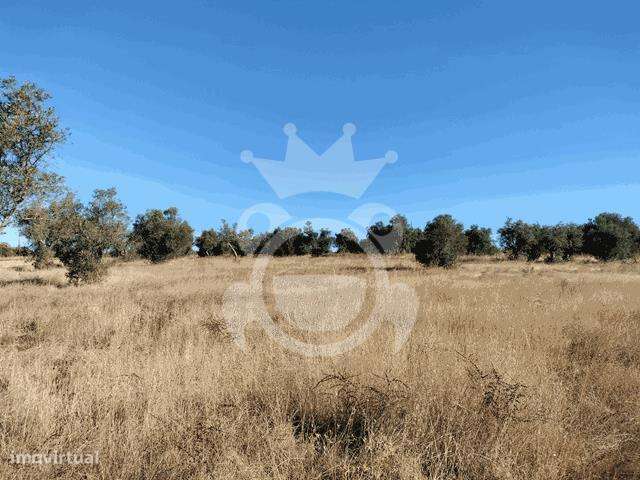 TERRENO RÚSTICO 6375 M2 - Grande imagem: 4/9