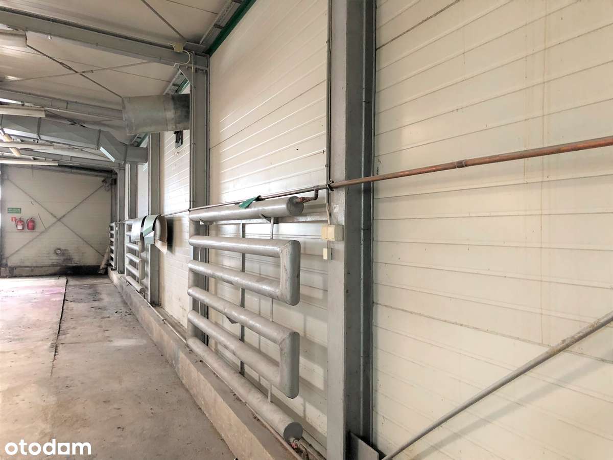 Kompleks hal  ok.2000 m², działka 1,1 ha - Pełny obrazek: 2/5