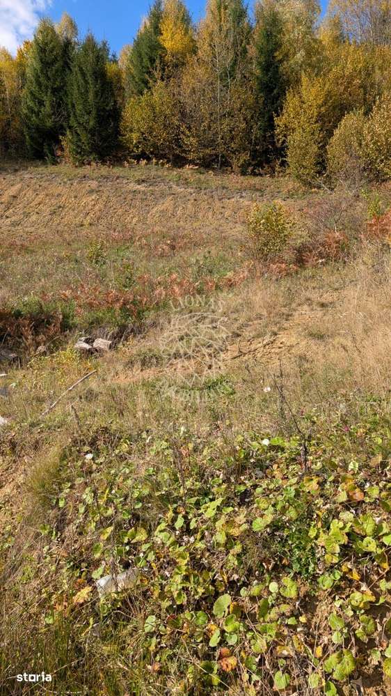 Teren intravilan 1000 mp-ideal cabana, investitie-Colibita - Imagine principală: 2/3