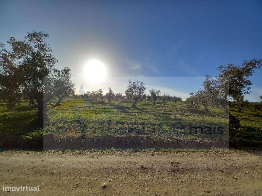 Herdade com 240 hectares - BAIXO ALENTEJO (zona de Mourão) - Grande imagem: 2/13